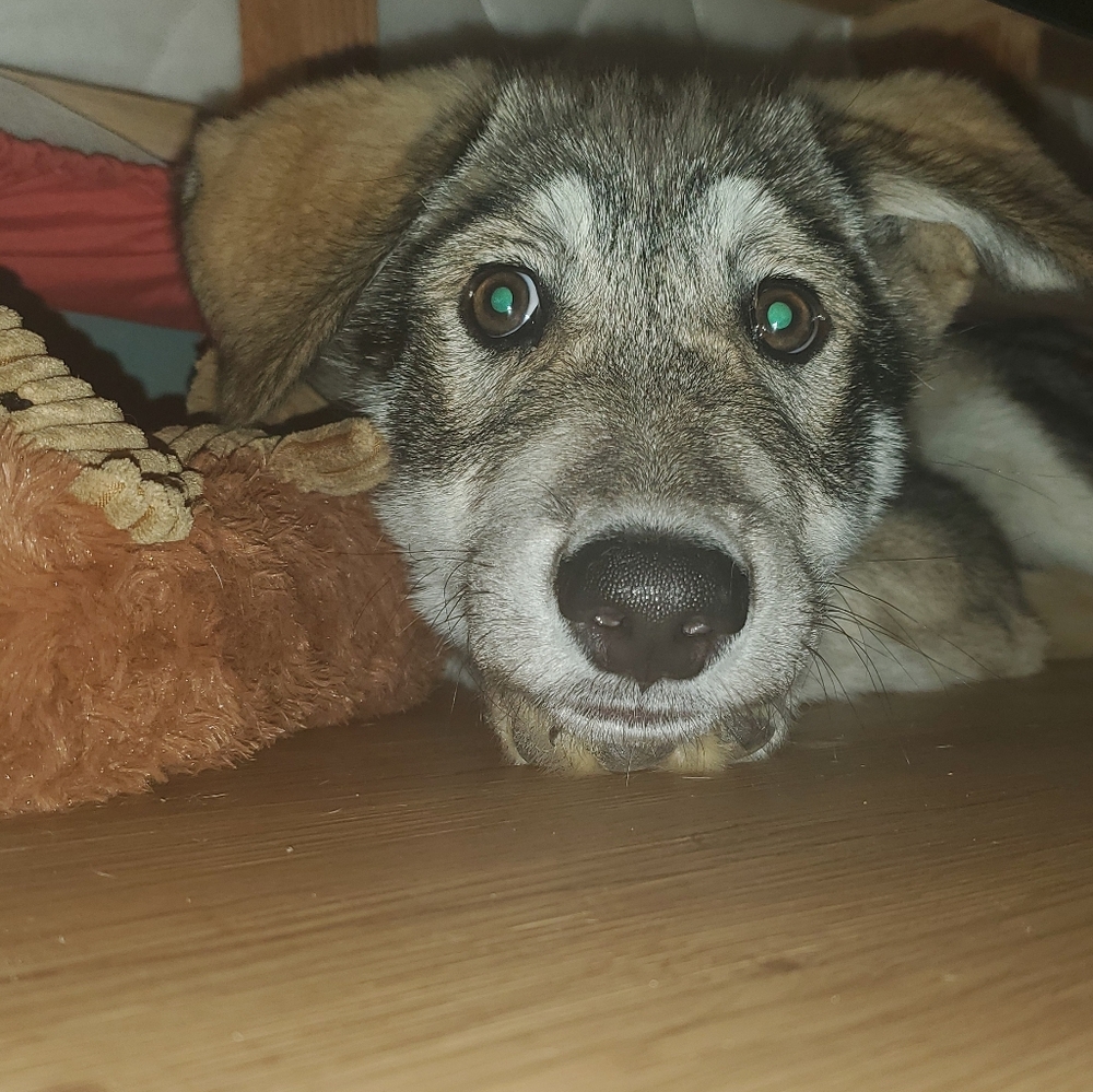 Meet your Posher, Brenda